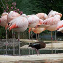 网络ddos监测分析工具